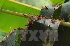 Grasshoppers damage crops in northern Cao Bang province