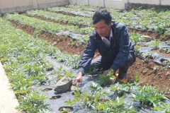 New ’ginseng’ revitalises highlands commune