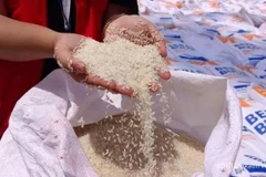 Indonesia considers importing 1 million tonnes of rice from India