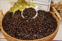 On May 6, coffee prices stood at about 100,000 VND per kg, thus, they declined about 30,000 VND per kg in less than one week. (Photo: VNA)