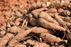 Thailand is the world's leading exporter of cassava products. (Photo: Bangkok Post)