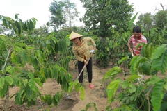 Sustainable landscape project launched for Central Highlands provinces