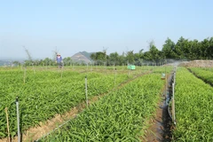 Hanoi turns to green, effective agricultural production