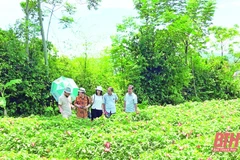 Thanh Hoa moves to develop agricultural specialties