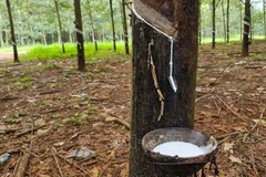 Vietnam’s rubber exports rise sharply 