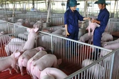 Higher animal feed price causes difficulties for livestock industry: MARD