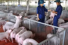 Higher animal feed price causes difficulties for livestock industry: MARD
