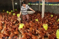 Top 10 reputable feed companies announced
