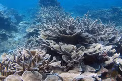 Week-long event raises awareness of sea-based economy, marine biodiversity