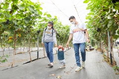 Hanoi promotes eco-agriculture in combination with tourism