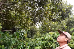 Lam Dong aims to grow 26,000 hectares of macadamia