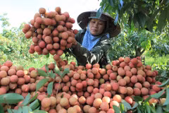 Hai Duong promotes sales of Thanh Ha lychee, typical products