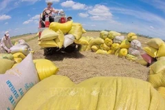 EU remains highly potential importer of Vietnamese rice