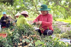 Ba Ria - Vung Tau grants codes to more farming areas