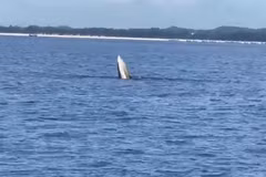 Whale spotted off northern coast