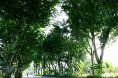 Hanoi manages to raise tree coverage in urban areas