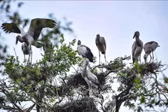 WWF commends Vietnam’s biodiversity conservation