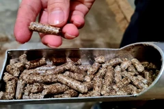 Wood sector to earn more on woodchips, pellets 