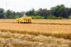 Mekong Delta set to become agricultural economic hub by 2030
