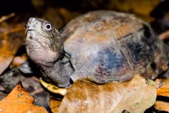 70 turtles released to nature