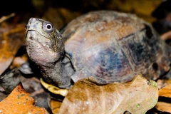 70 turtles released to nature