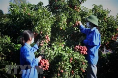 Vietnam facilitates lychee purchase by Chinese traders in Bac Giang: Spokeswoman 