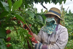 Improving coffee quality essential to expand exports to EU