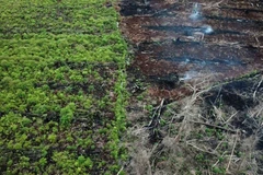 Indonesia, US partner in reducing forestry carbon emissions