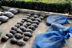 Cross-border wildlife trafficking discovered in An Giang