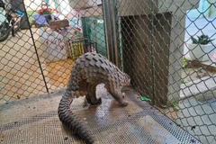 Endangered sunda pangolin released into wild in Thua Thien-Hue