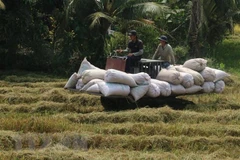 Rice output up 1.1 million tonnes in 2021