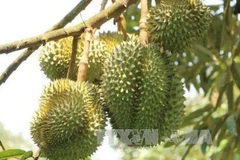 Chinese customs highly value Vietnamese durian growing areas