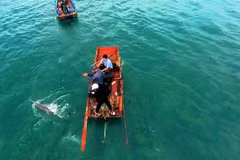 Quang Ninh: Stranded dolphin rescued in Co To