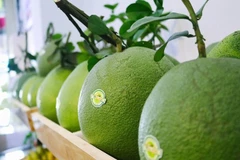 Vietnam’s first batch of fresh pomelos arrives in US