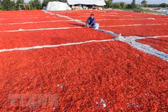China allows resumption of fresh chili import from Vietnam