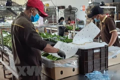 New opportunities for banana exports to China: Minister