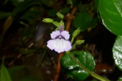 New plant species discovered in Thua Thien-Hue