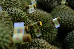 Lam Dong ships its first 70 tonnes of durian to China