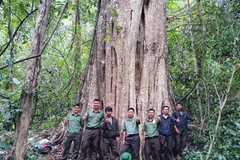 Central Highlands old trees earn ‘heritage tree’ title