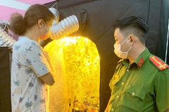 Russian man prosecuted for illegal marijuana planting, storage