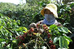 Coffee industry targets 6-billion-USD export value in 2030