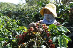 Coffee industry targets 6-billion-USD export value in 2030