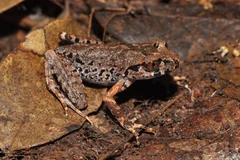WWF: 91 new species discovered in Vietnam in 2020