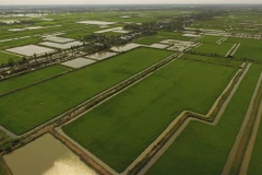 Ca Mau to grow other crops on 2,000ha of rice fields