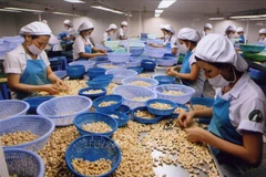 EVFTA helps boost Vietnam’s cashew nut export to France