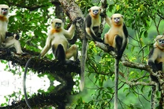 Monkey Day 2022 celebrated in Ha Giang