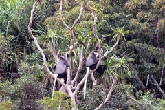 Discovering unique dry forest ecosystem of Nui Chua Biosphere Reserve