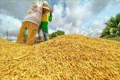 10,000 Mekong Delta households benefit from German-funded rice value chain project