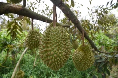 Farmers, businesses trained in forming durian growing areas, packaging facilities for export