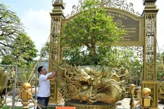 Dong Thap: yellow apricot tree collection sets world record